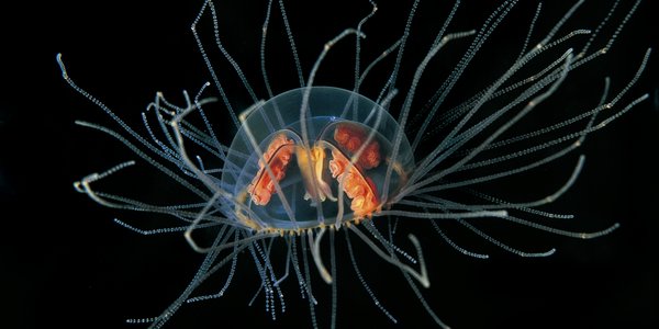 Gonionemus vertens 1.jpg