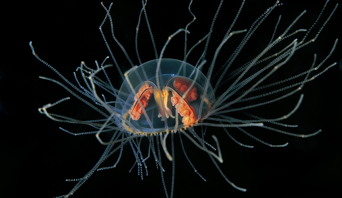 Klamremanet med tentaklar i alle retningar