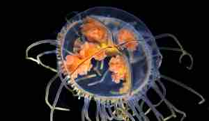 Gonionemus vertens i mørket