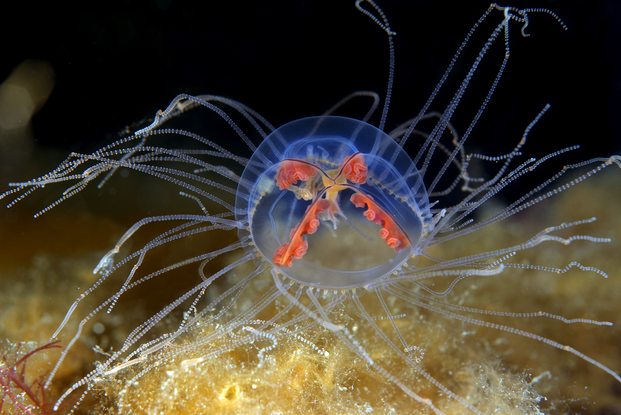 Liten blå klamremanet med rødt kryss som klamrer seg på sjøbunn
