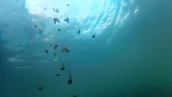 Grus med tareklaser senkes mot havbunnen