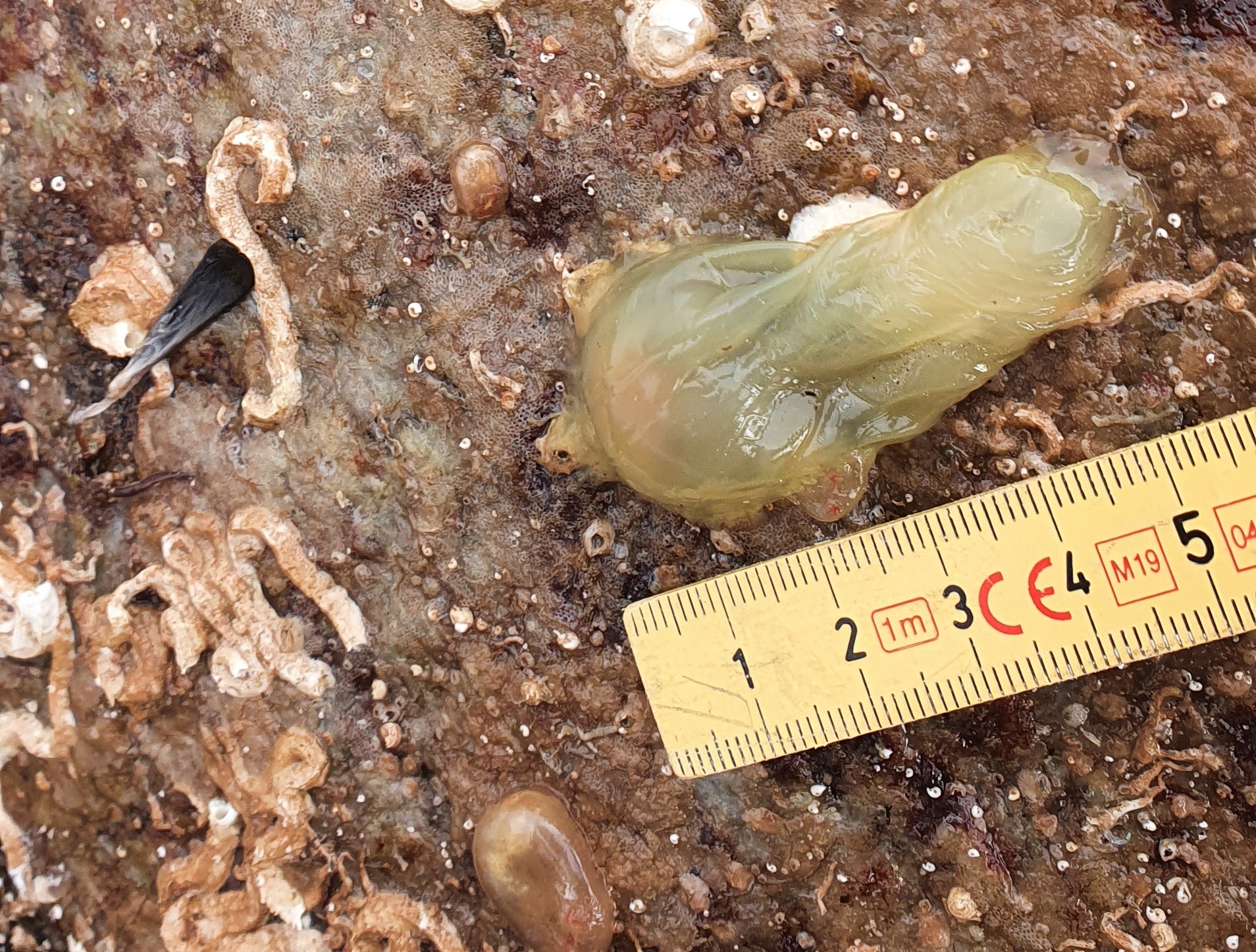 Lysegrønt sekkedyr på stein ved siden av linjal som indikerer størrelse på få centimeter