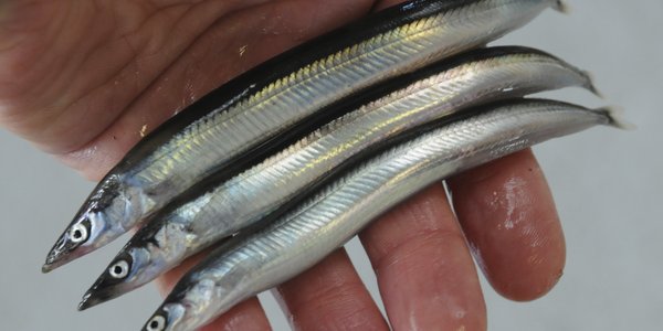 

Tre små havsil holdes oppe i hand