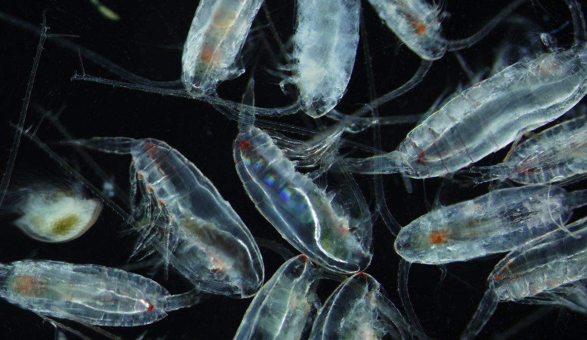 
Mange raudåter blant mørket