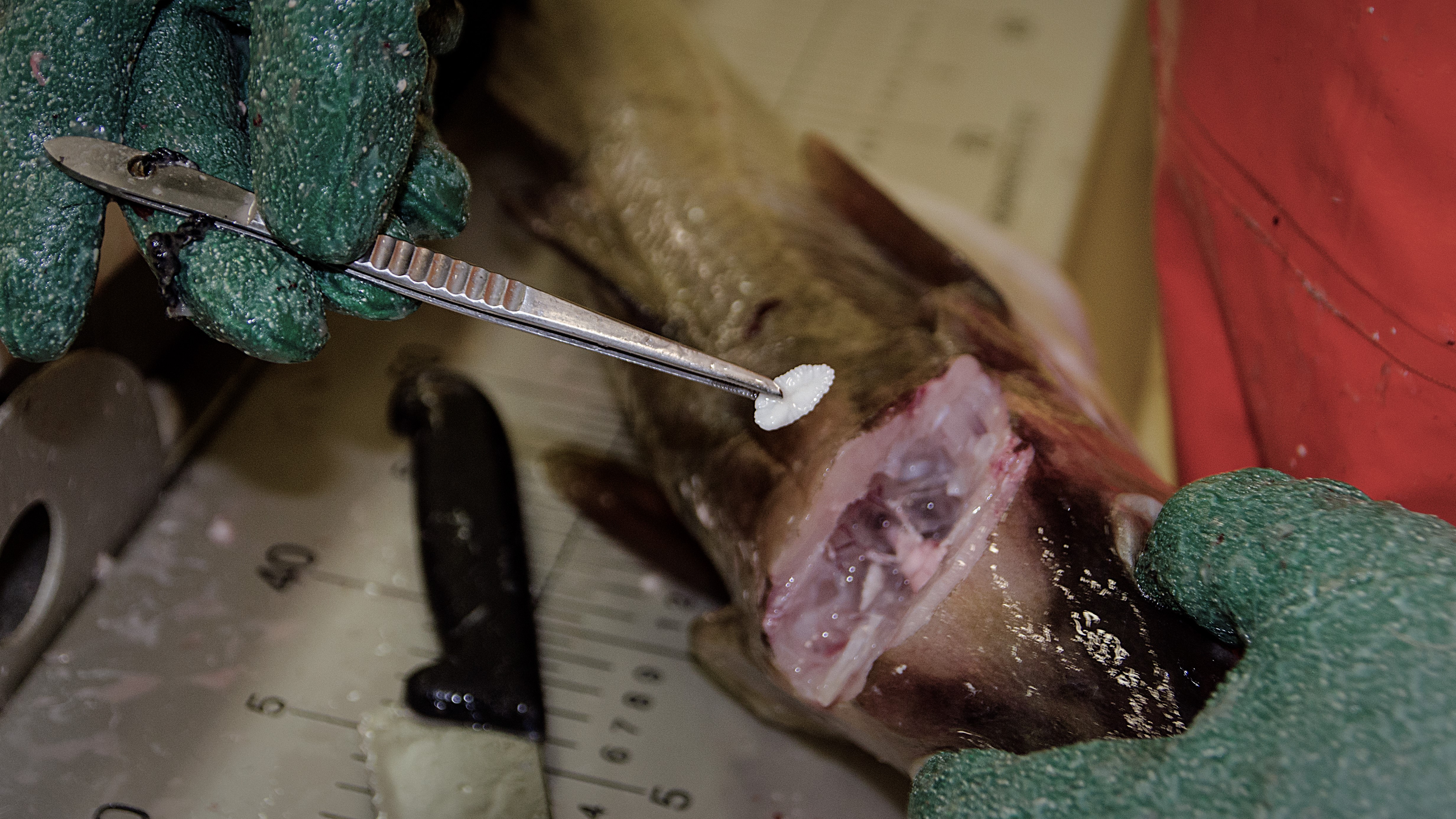 foto av en otolitt fra torsk