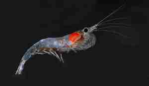 Krill med hvit gjennomsiktig kropp og rød kjerne på bryst-partiet.