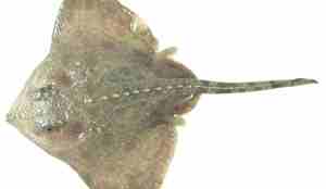 Isskate ovenfra på hvit flate