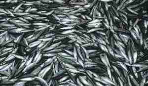 En haug med makrellfangst