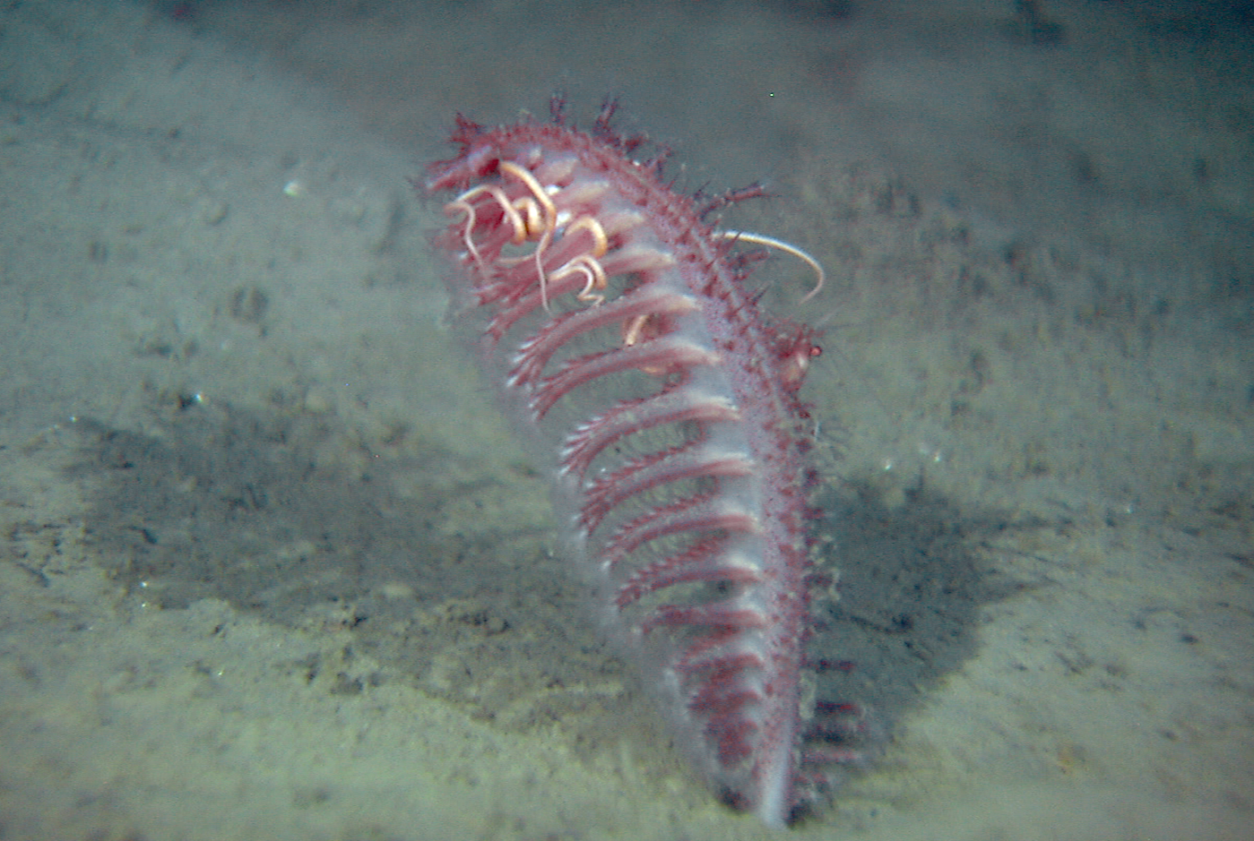 Sjøfjær med havslange på.