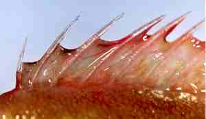 Spiss ryggfinne til uer