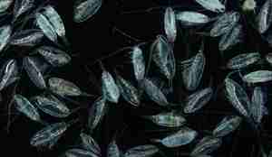 Mange raudåter blant mørket