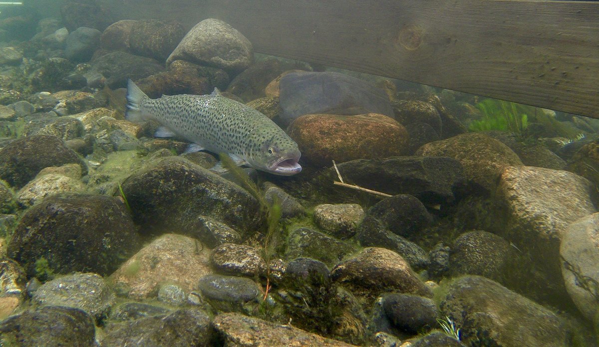 Ørret svømmende med åpen munn