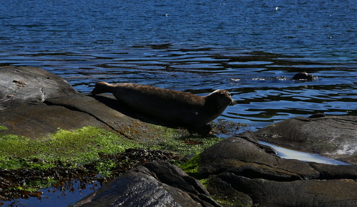 Ligger i sola på et nes.