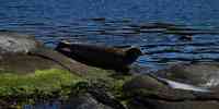 

Harbour seal laying on rocks