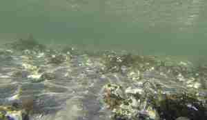 Sandbunn med klynger av liv