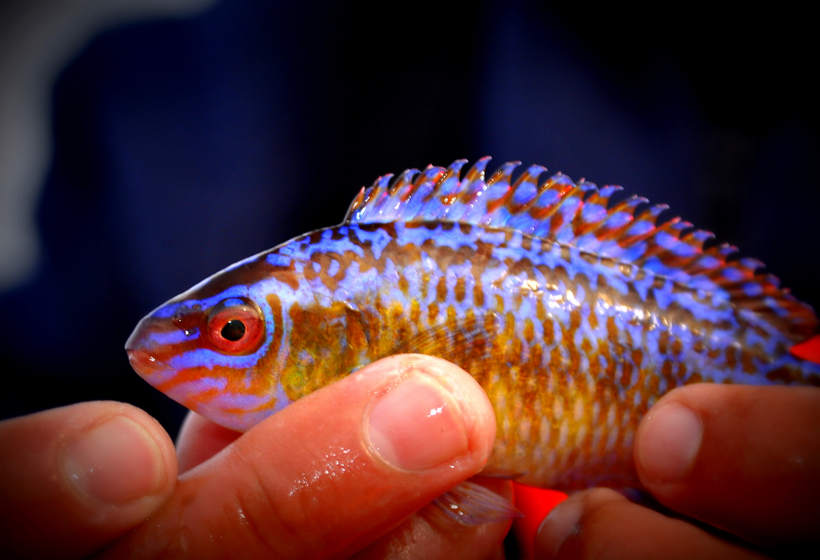 Grasgylthannens fargeprakt