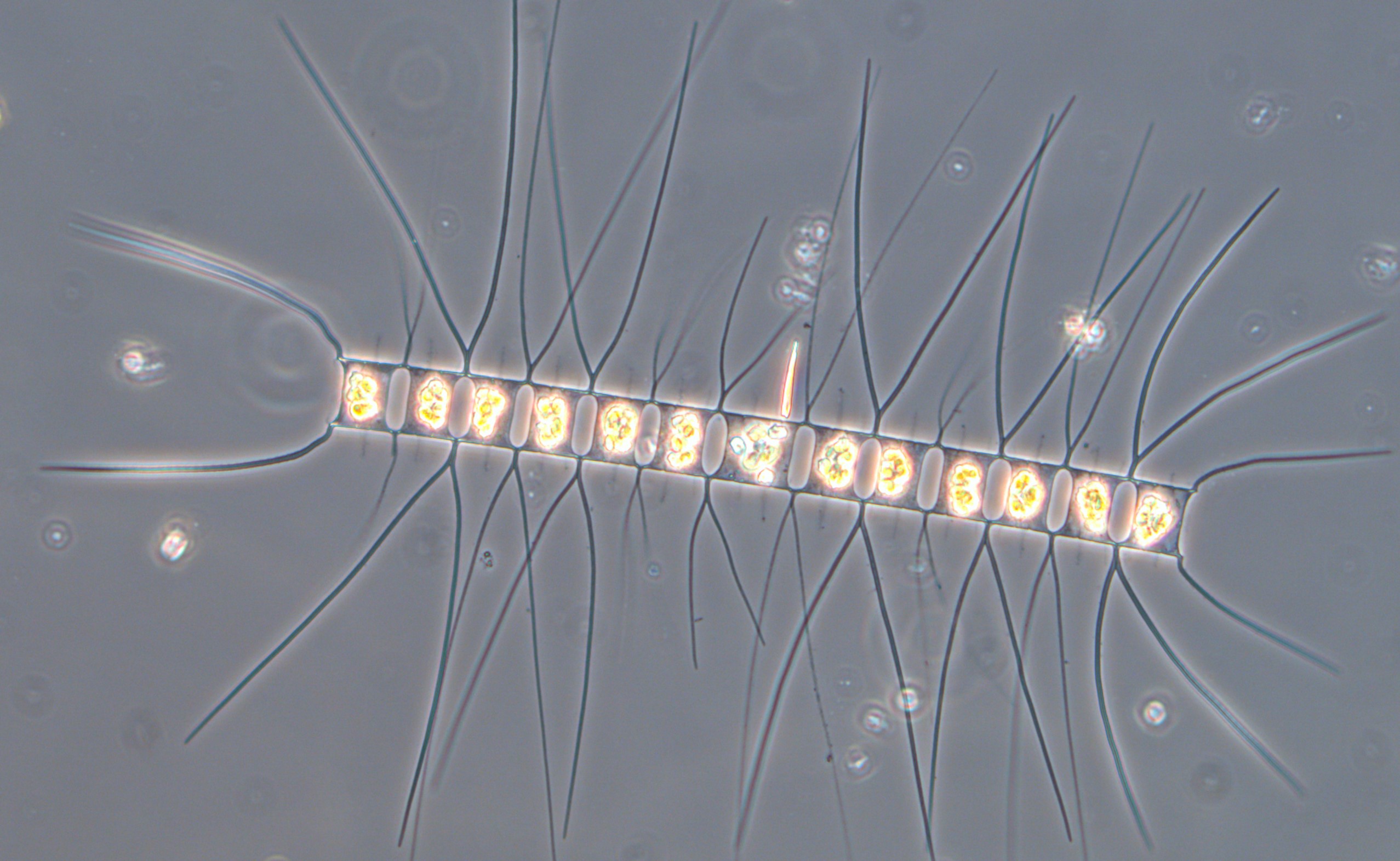 Et plankton som minner om en tusenben