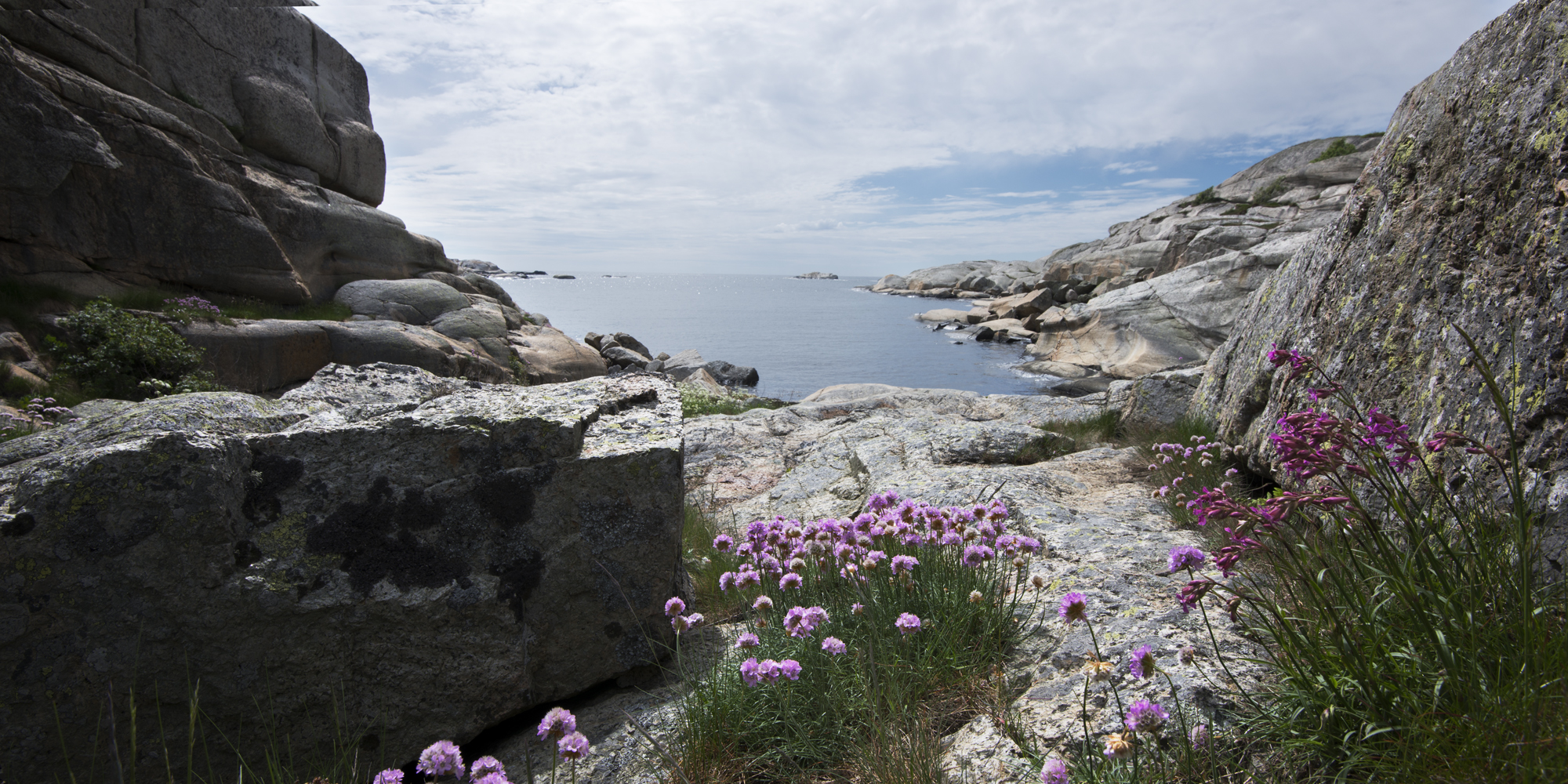 Strandblomster i forgrunn av rolig vik ved Verdens ende i Færder nasjonalpark