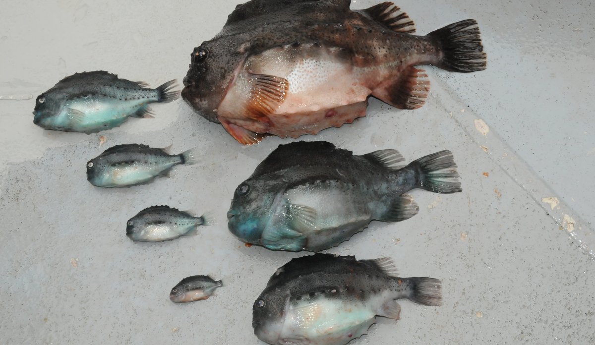 
Syv roknkjeks sortert fra minst til størst