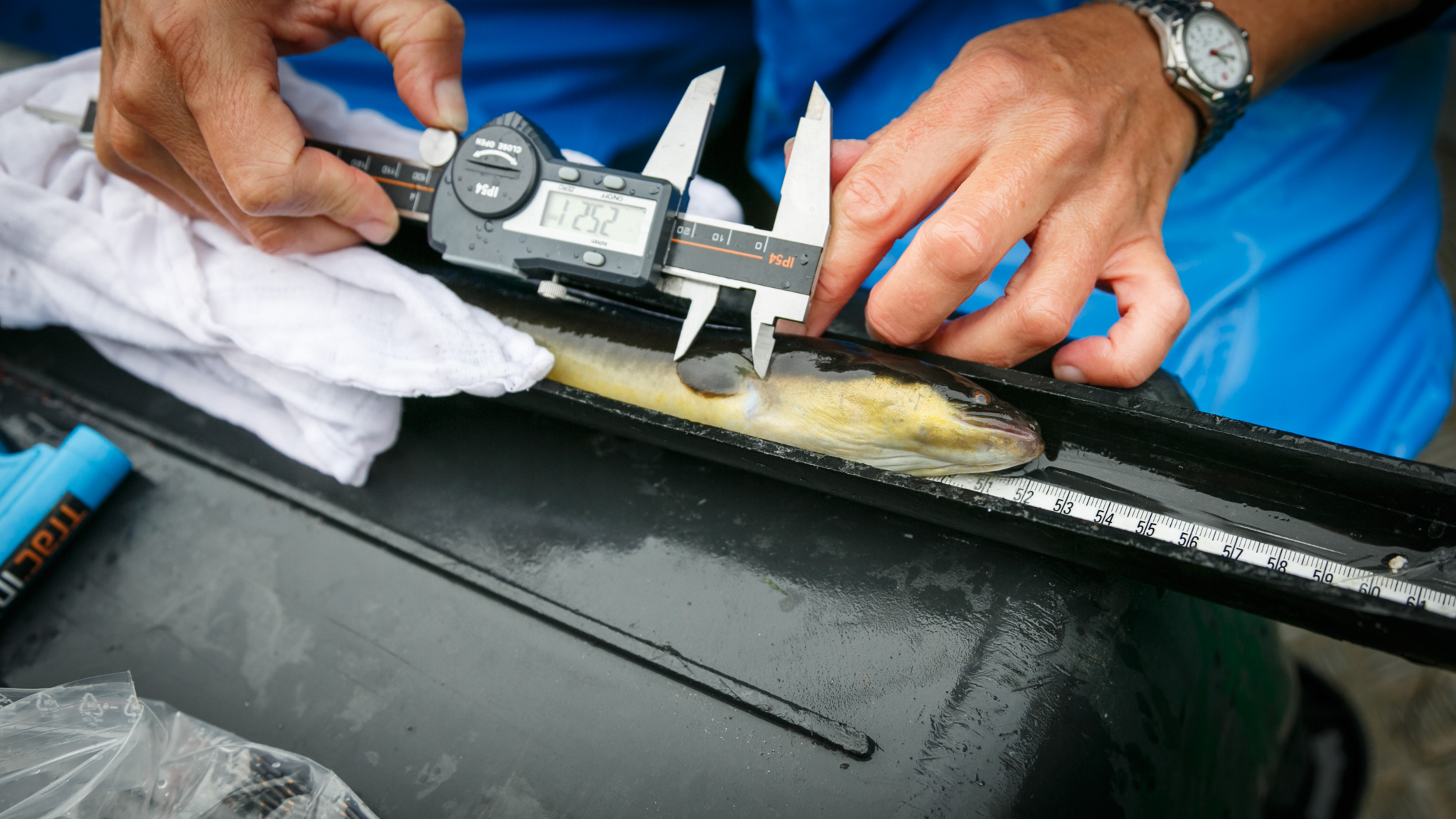 En ål ligger på et målebrett. Eit par hender holder i en tommestokk, som måler lengden på finnen til ålen.