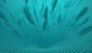 Stim med makrell svømmer inne i et notnett.