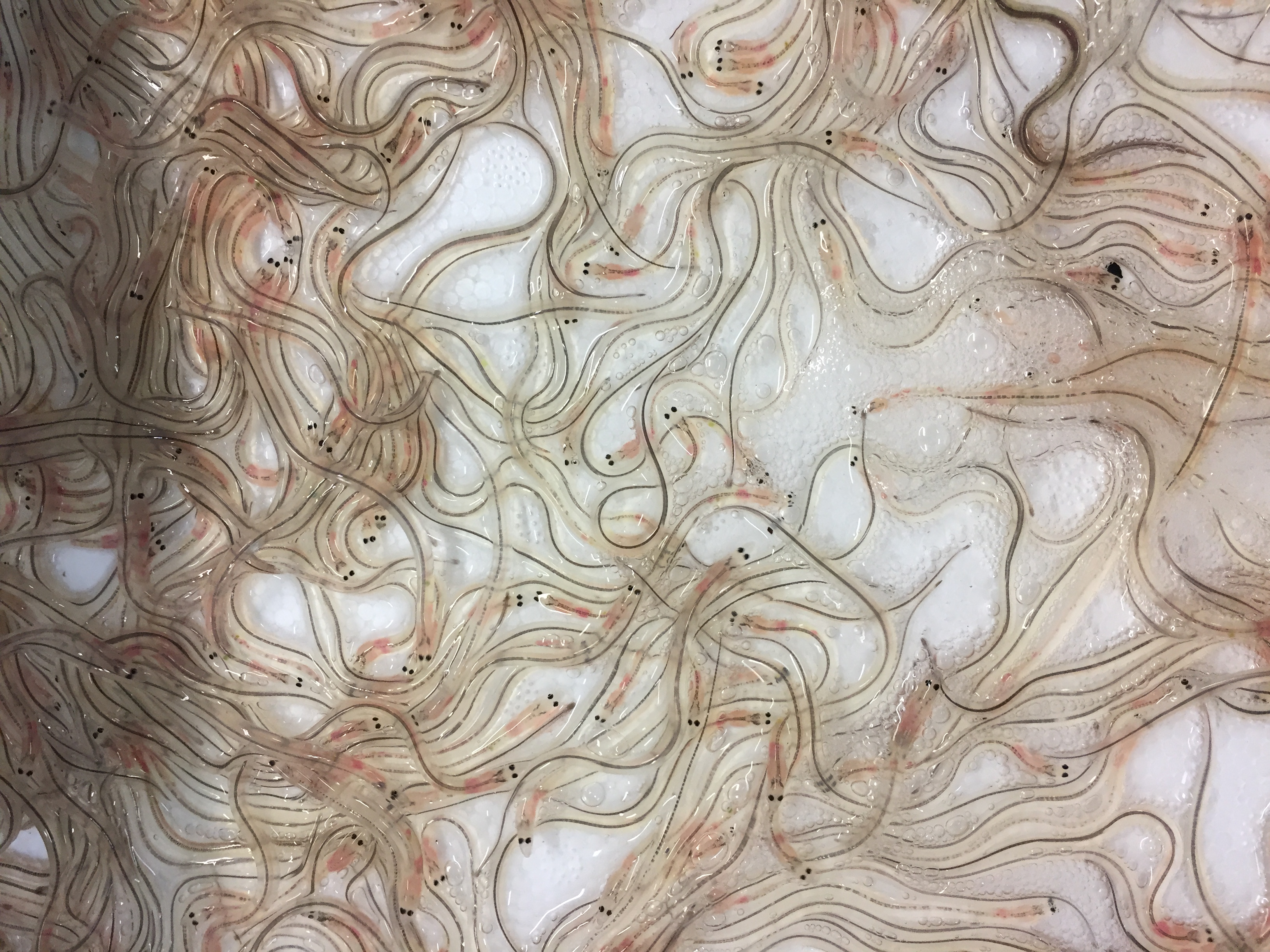 Mange små glasåler ligger sammen. De er gjennomsiktige, og man kan se organer, sorte øyner og en brun stripe langs kroppen.