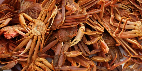 

Snøkrabber fra fangst ligger i en haug