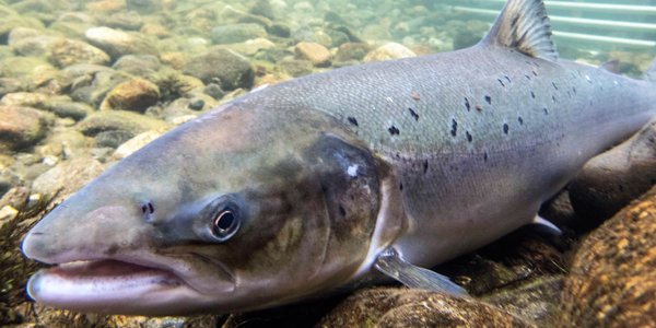 Laks i fiskefella i Etne