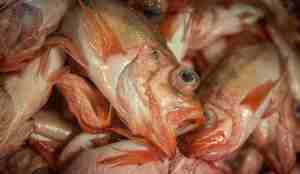 Uer fangst. Åpne munner og utstikkende øyner