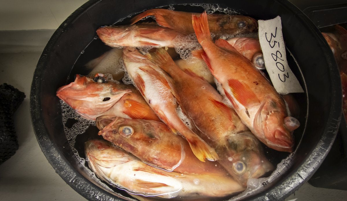 
Mange uerer ligger i en bytte med vann.