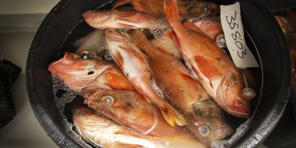 

Mange uerer ligger i en bytte med vann.