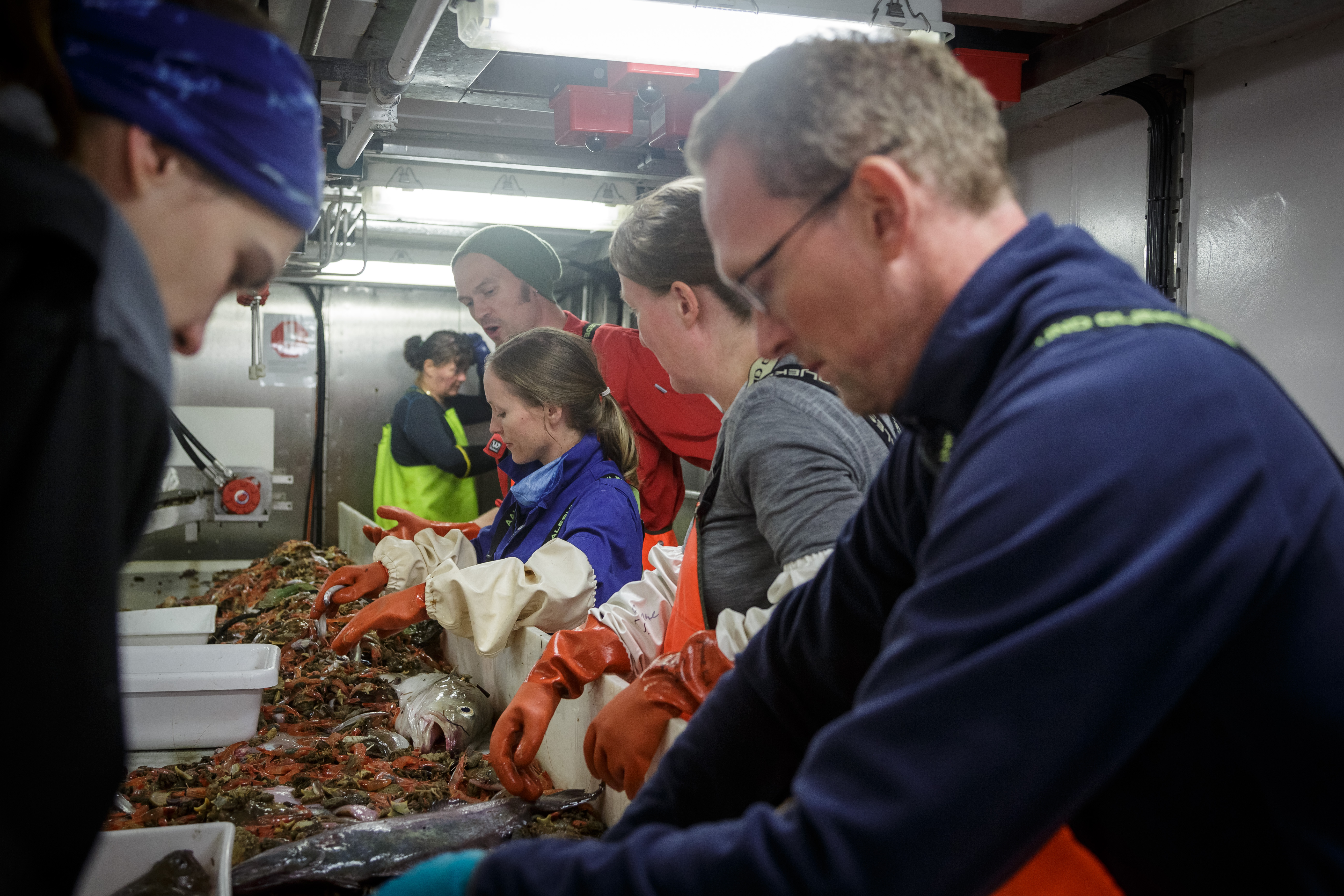 Seks personer står langs et sorteringsbord under dekk på et forskningsfartøy. De har alle på seg arbeidstøy og fremfor dem på bordet ligger trålfangsten