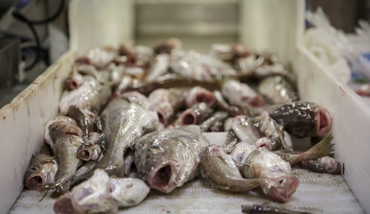 
Død torsk ligger på en sorteringsrampe