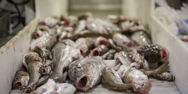 

Død torsk ligger på en sorteringsrampe