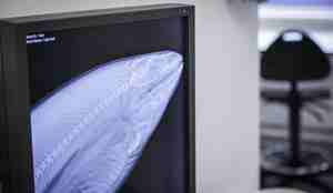 Røntgenbilde av laks