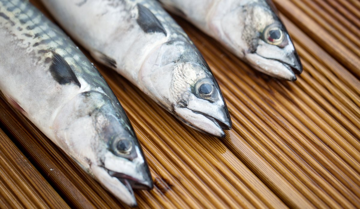 
Tre makreller ligger på brune treplanker