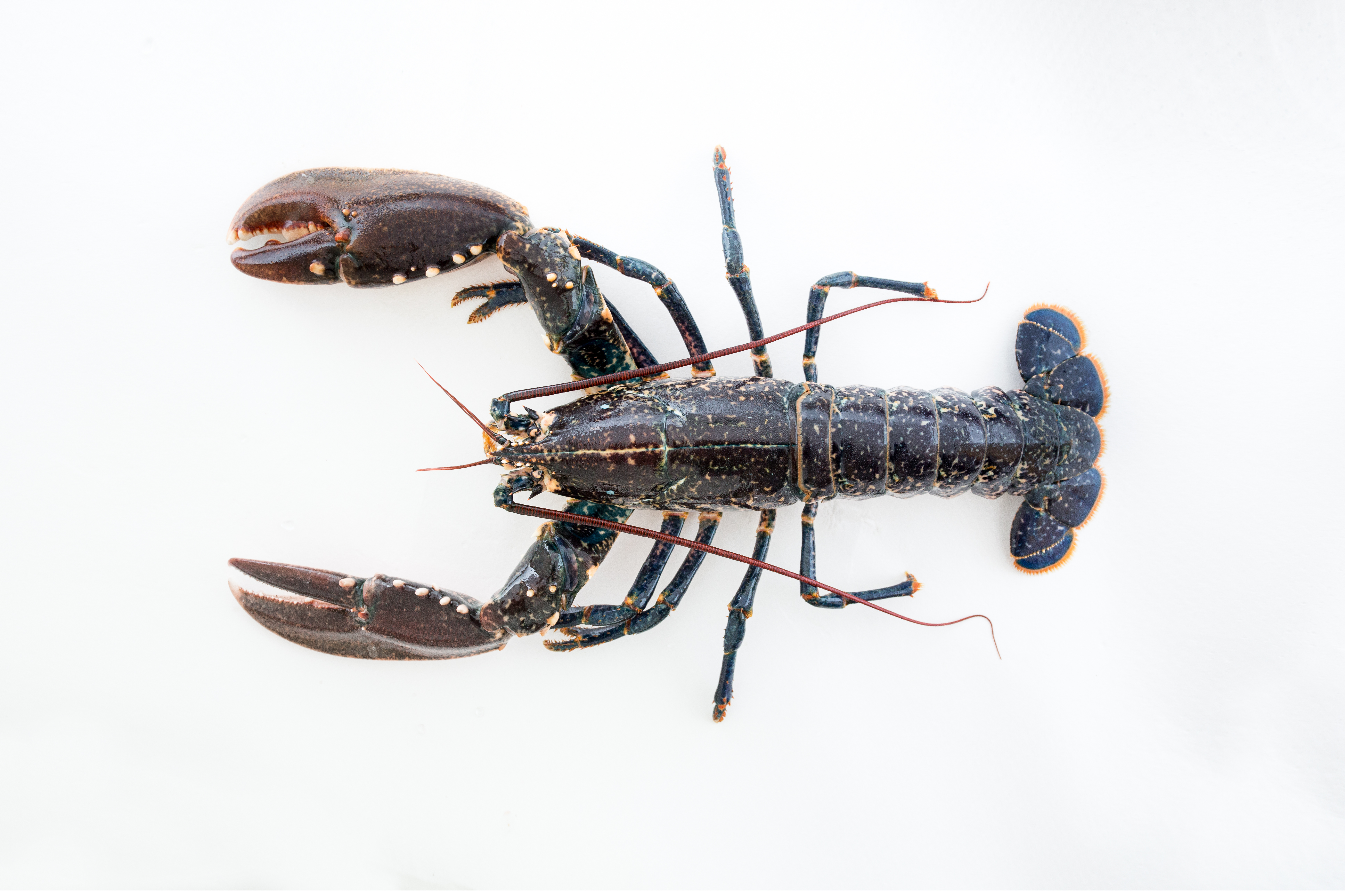 En hummer mot hvit bakgrunn