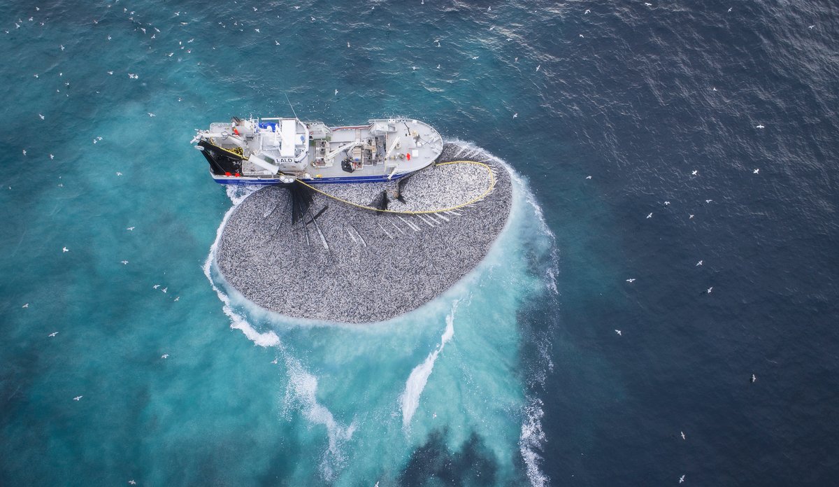drone photo of a boat with a net full of fish
