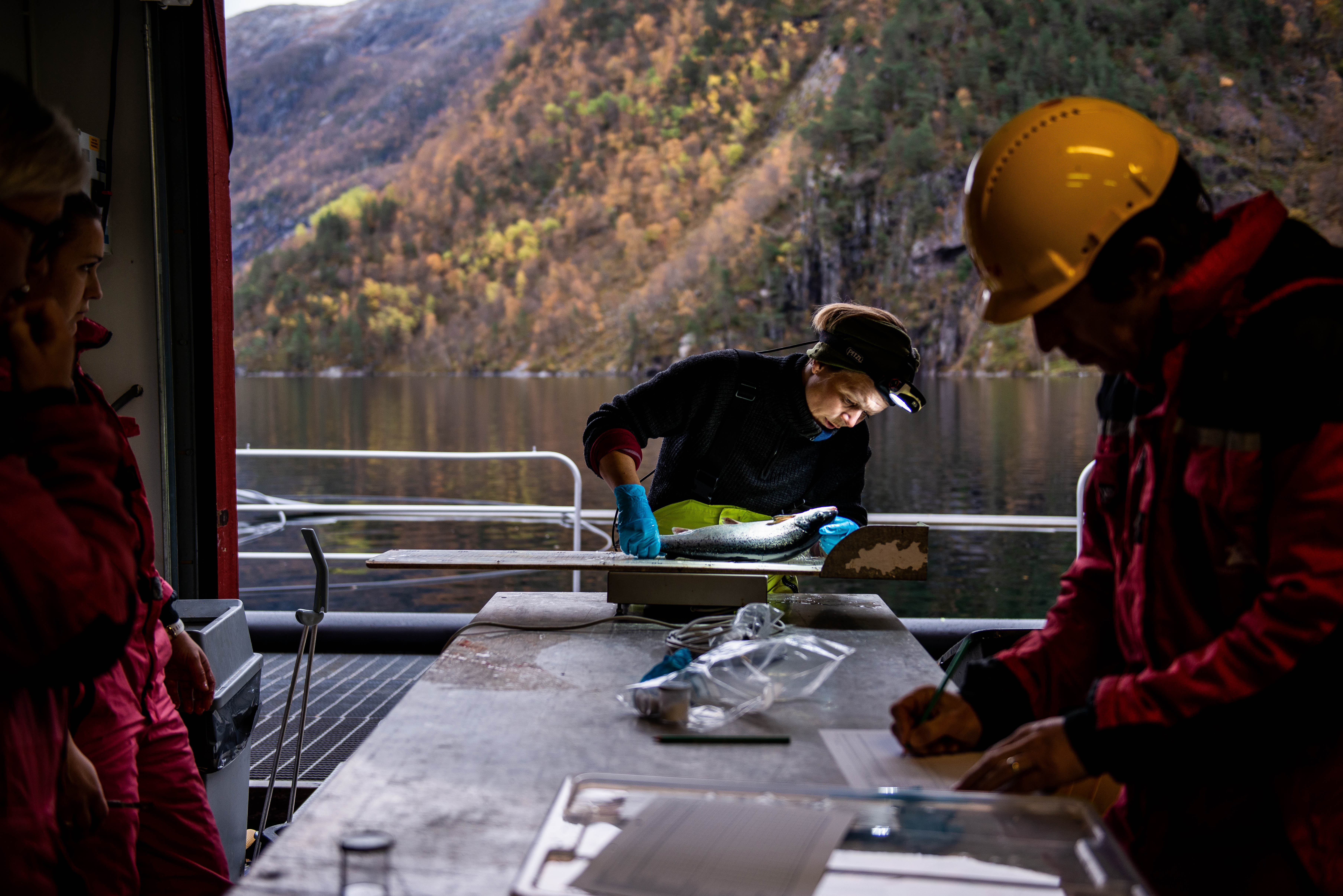 A woman with flashlights on her head measures a salmon with the fjord in the background