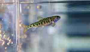 I en glasscontainer svømmer en lakseyngel.