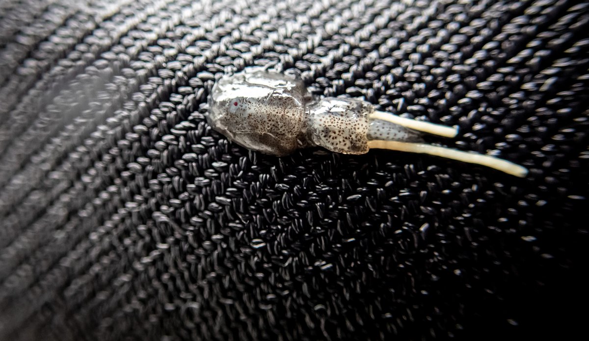 
Lakselus på liggende svart bakgrunn