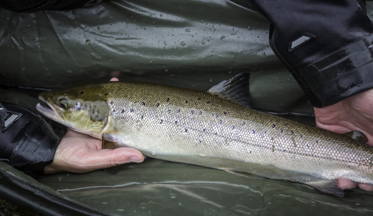 
foto av en fisk som holdes av tohender, oppi en duk