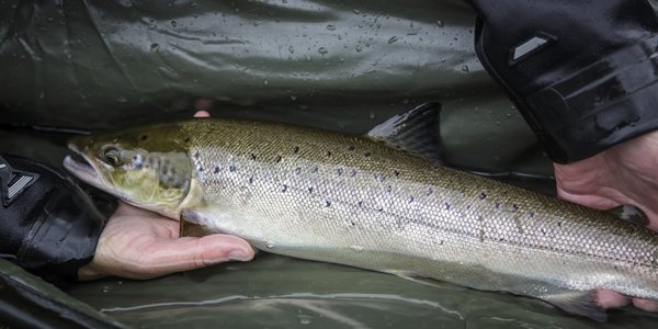 

foto av en fisk som holdes av tohender, oppi en duk