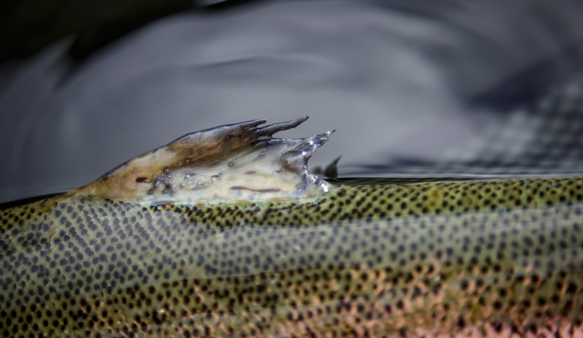 
Fotografi av finne med små lakselus