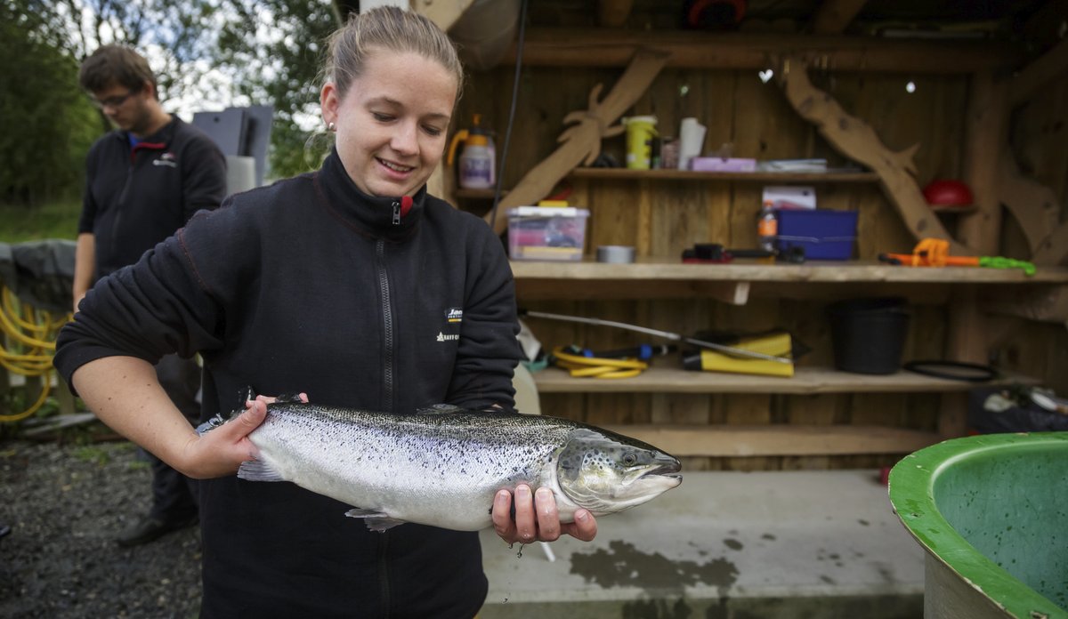 
foto av tekniker med oppdrettslaks