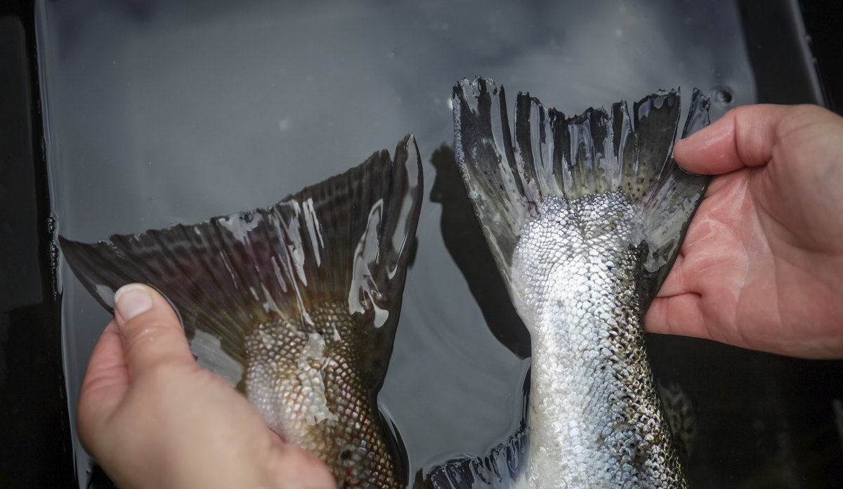 foto av to laksehaler side om side