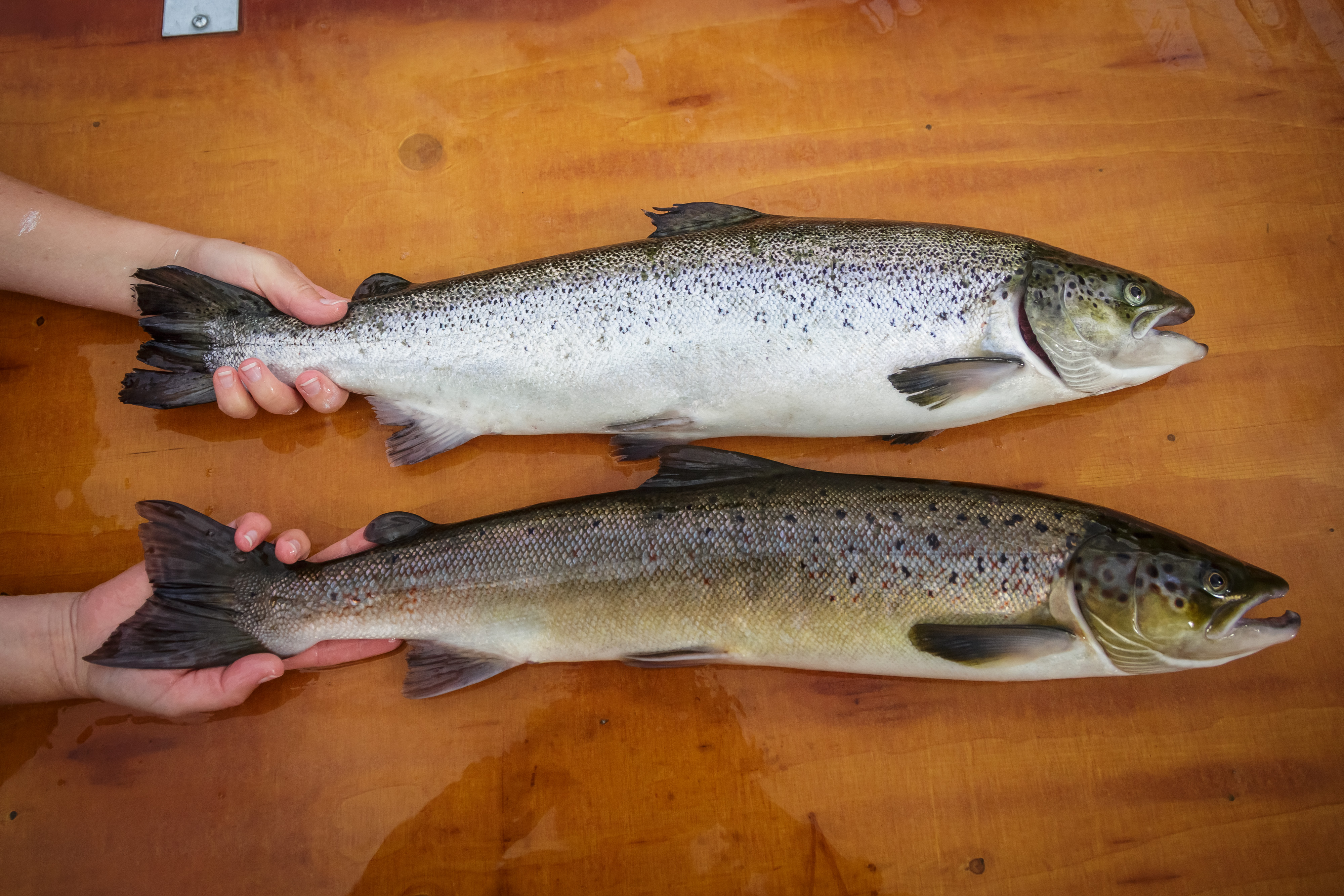 Ein oppdrettslaks og ein villaks ligg side om side på eit bord. 