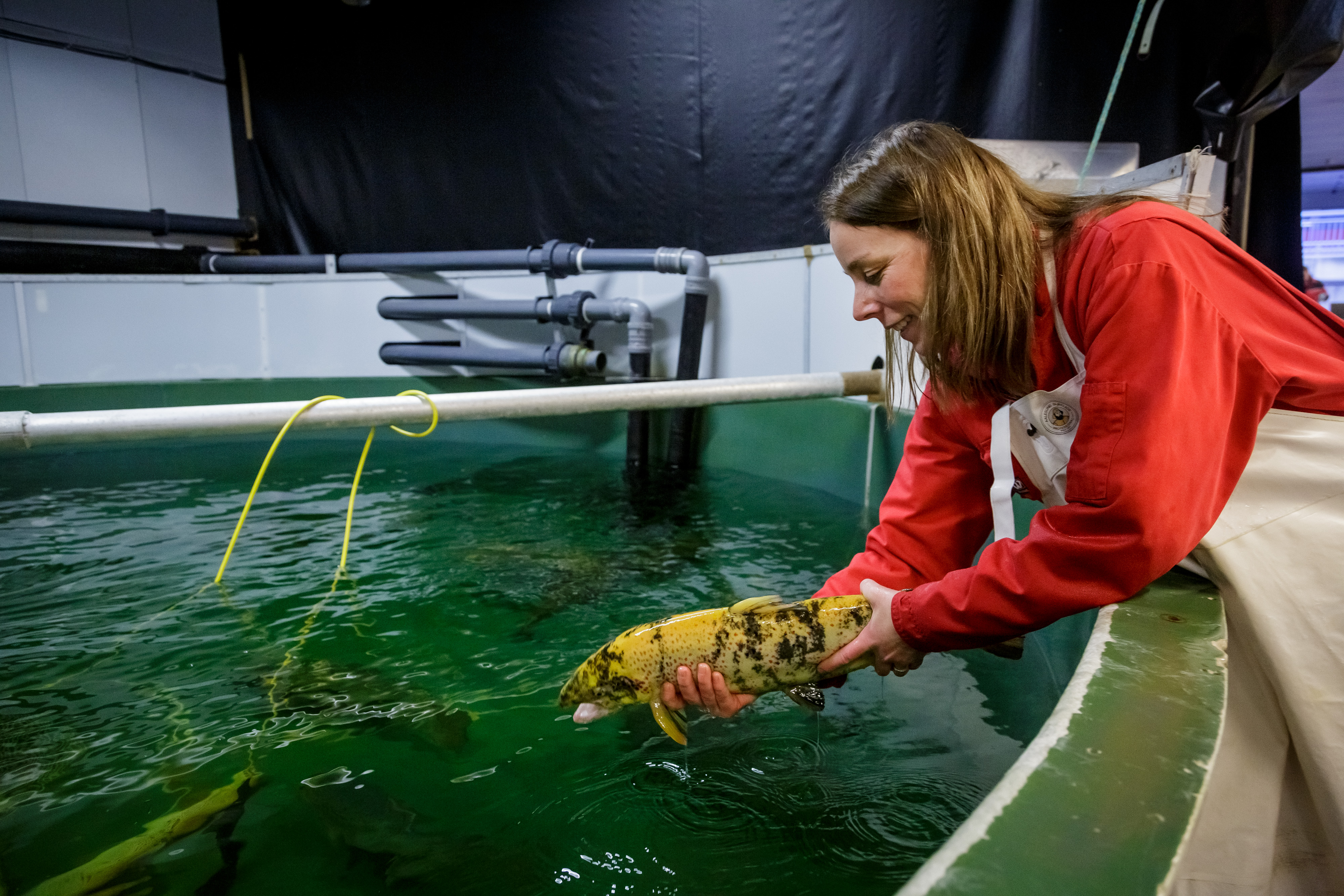 Woman putting a yellow and black coloured salmon back in a fish tank.