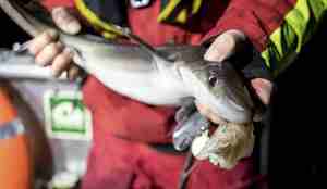 en person som holder en liten hai