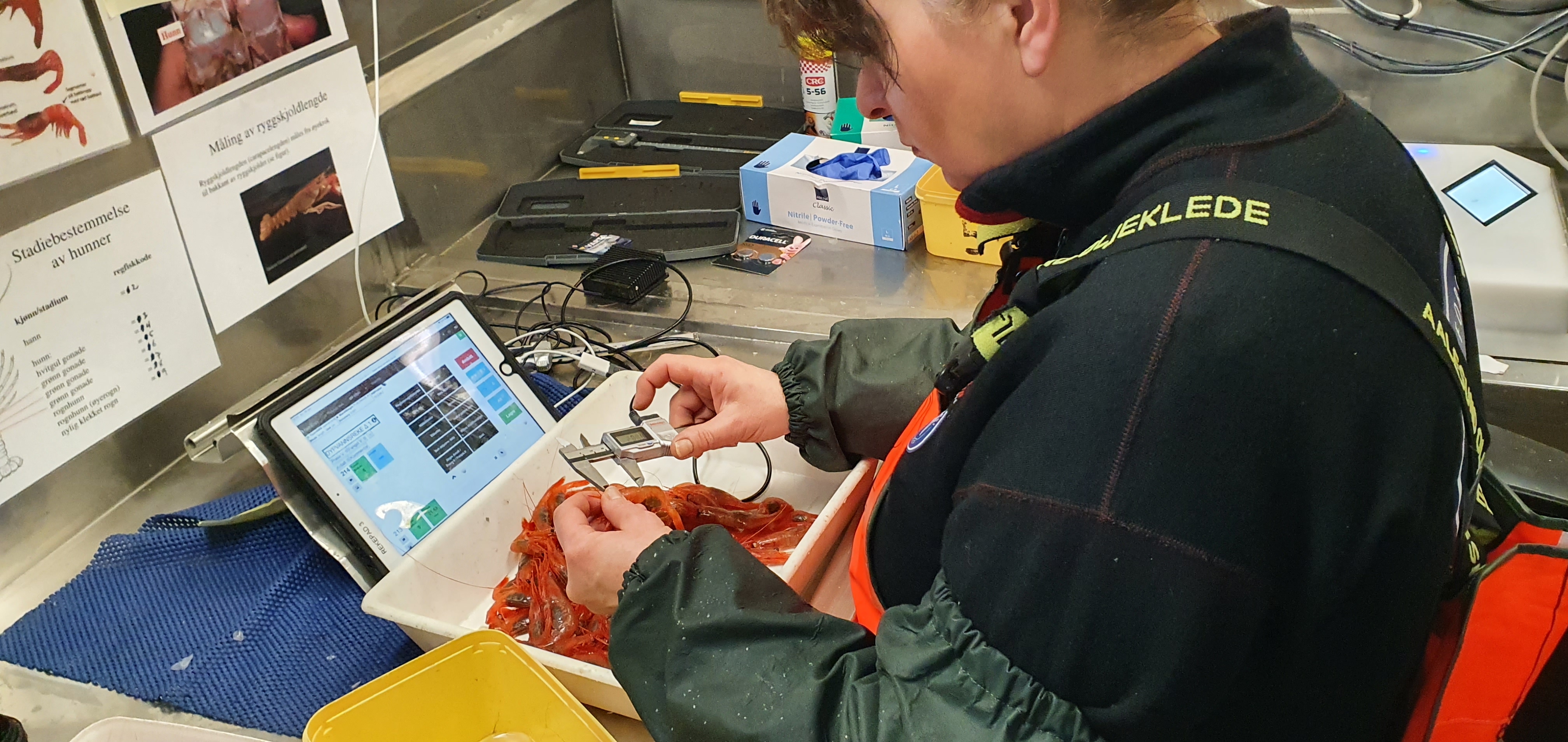 Kvinne har brett foran seg med reker, og holder et måleverktøy og en reke